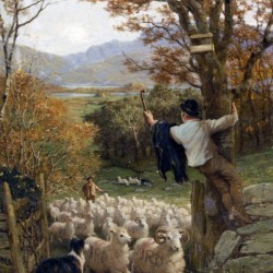 A Spanish Shepherd